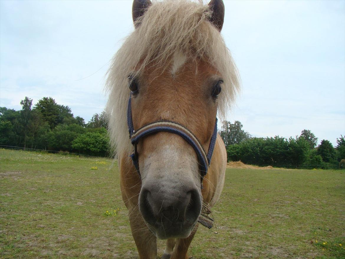 Shetlænder Julius billede 3