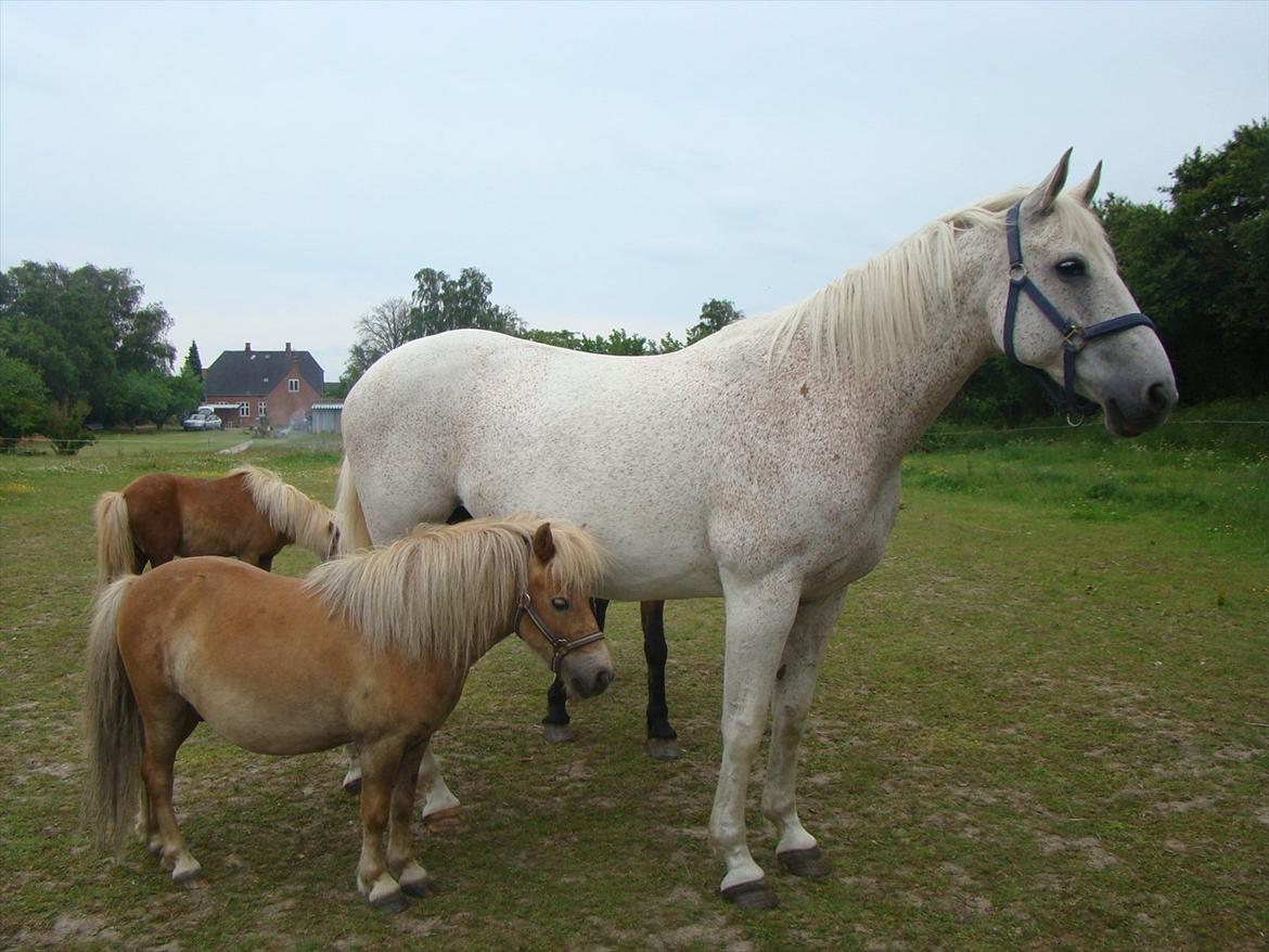 Shetlænder Julius billede 1