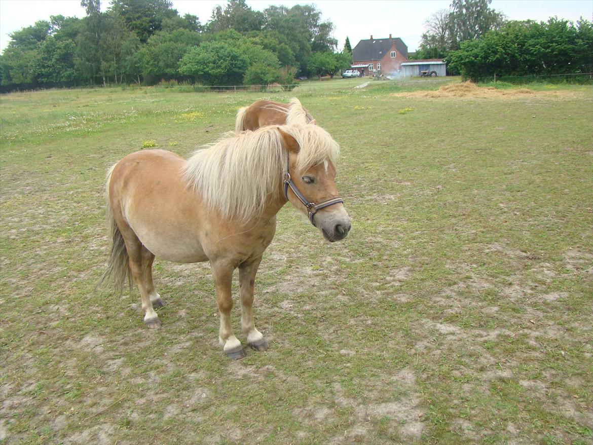Shetlænder Julius billede 5
