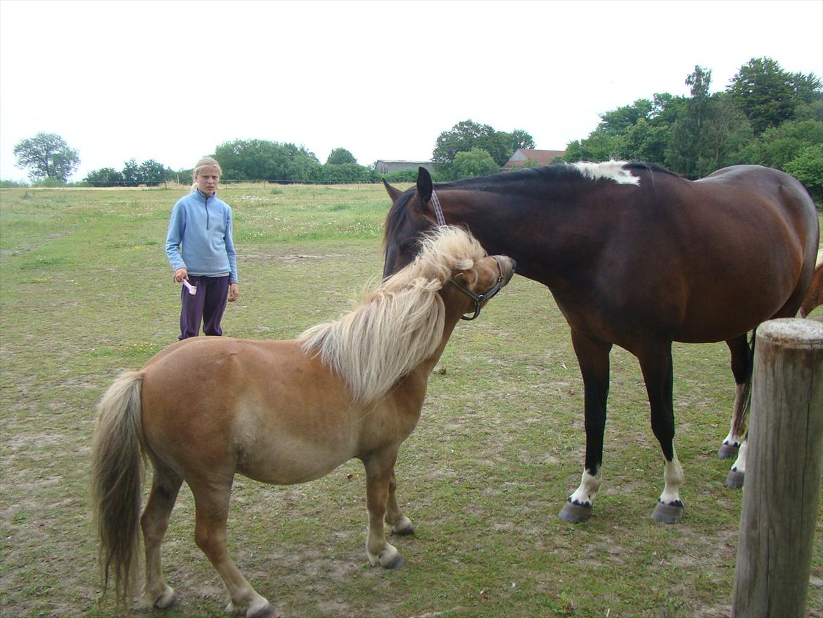 Shetlænder Julius billede 2