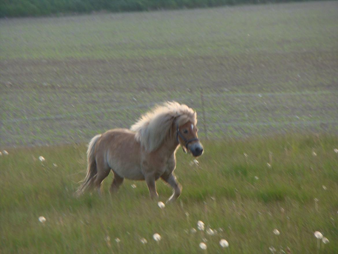 Shetlænder Julius billede 6