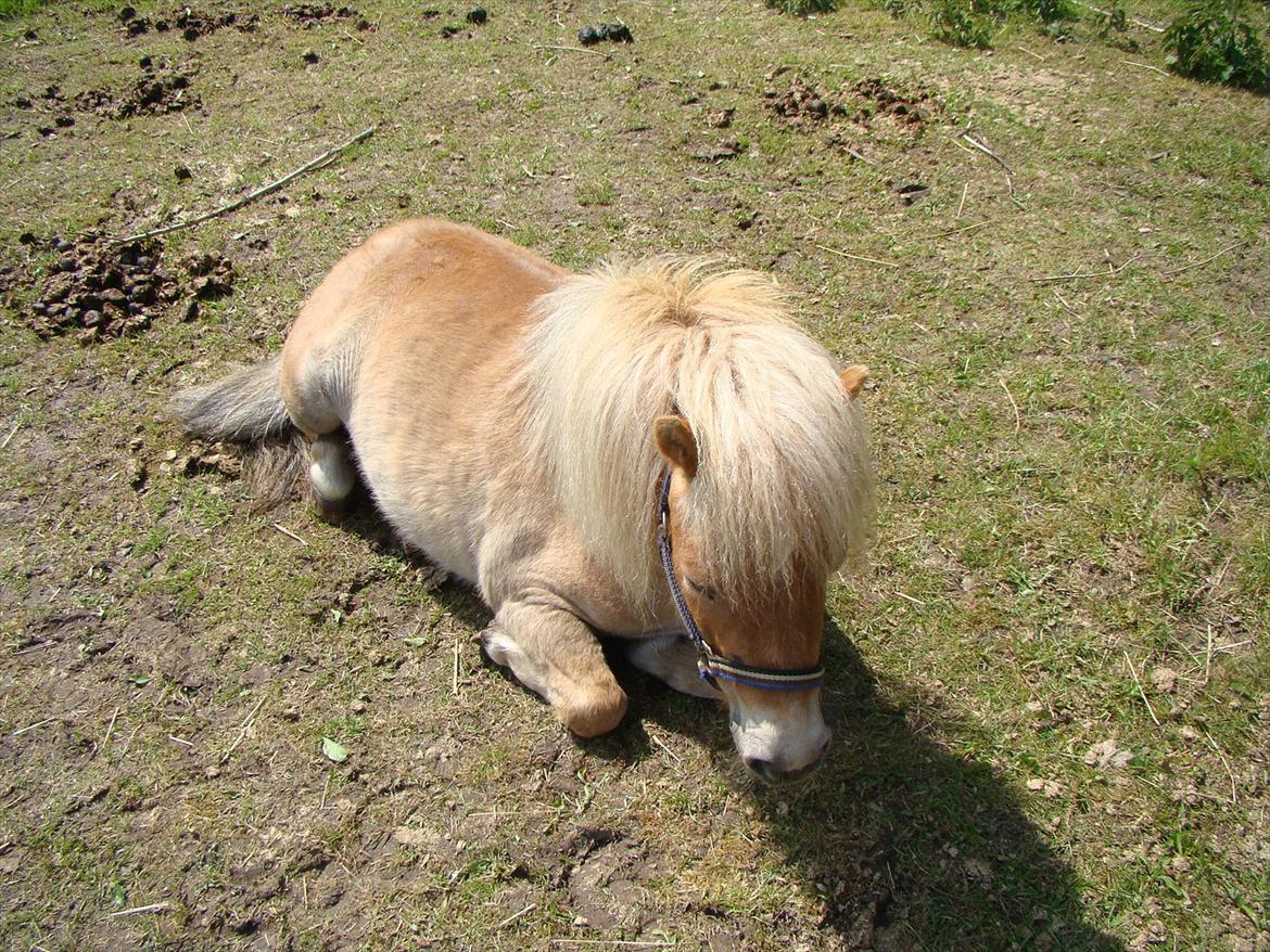 Shetlænder Julius billede 7