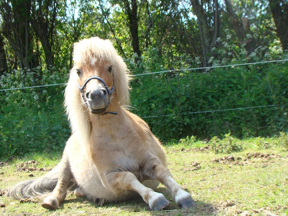 Shetlænder Julius billede 8