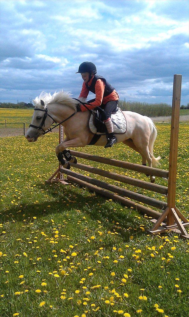 Palomino Lady { solgt:'( } billede 18