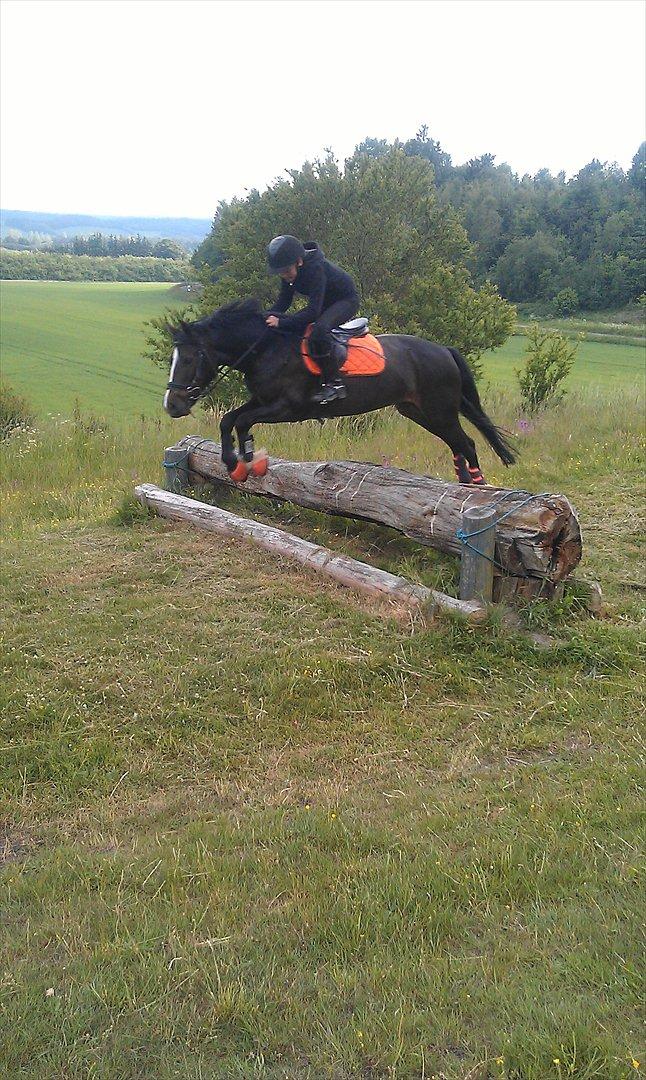 Welsh Pony af Cob-type (sec C) Gribsvads Leading Bruni - På terrænbanen :o) billede 10