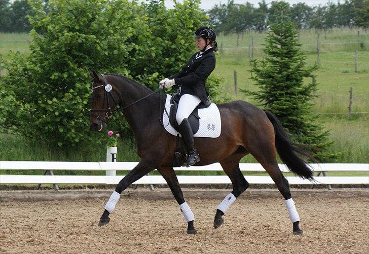 Trakehner Turned Up At Noon - (d.23/6 12) Første distriktstævne, og første LA1.<3 - Tebbestrup Rideklub.
Foto: Katja Hansen. billede 6