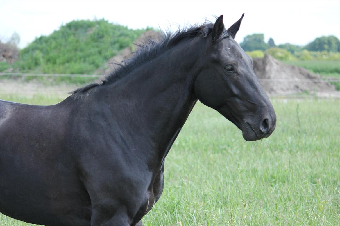 Oldenborg Diablo - Lille manden på græs  billede 2