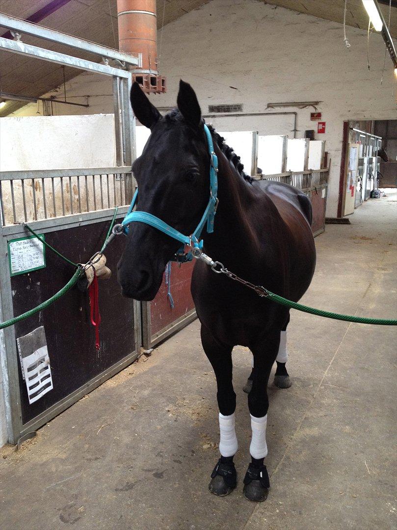 Anden særlig race Iver - Så smuk kan Iver være. Så er vi klar til stævne.. billede 3