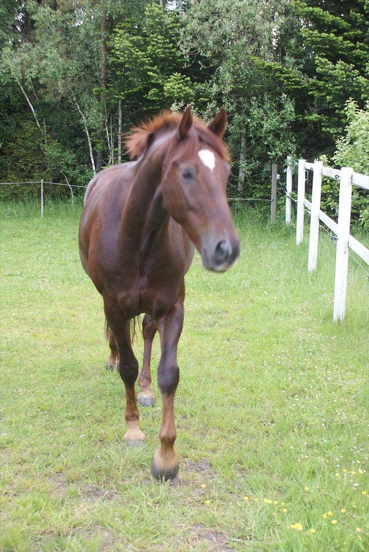 Dansk Varmblod Don Deigo II af Lilleris billede 3