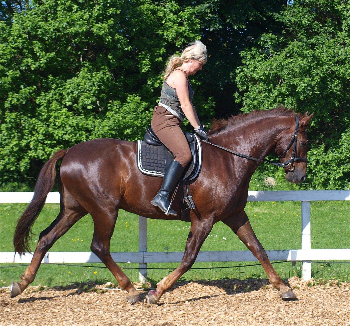 Dansk Varmblod Don Deigo II af Lilleris billede 2