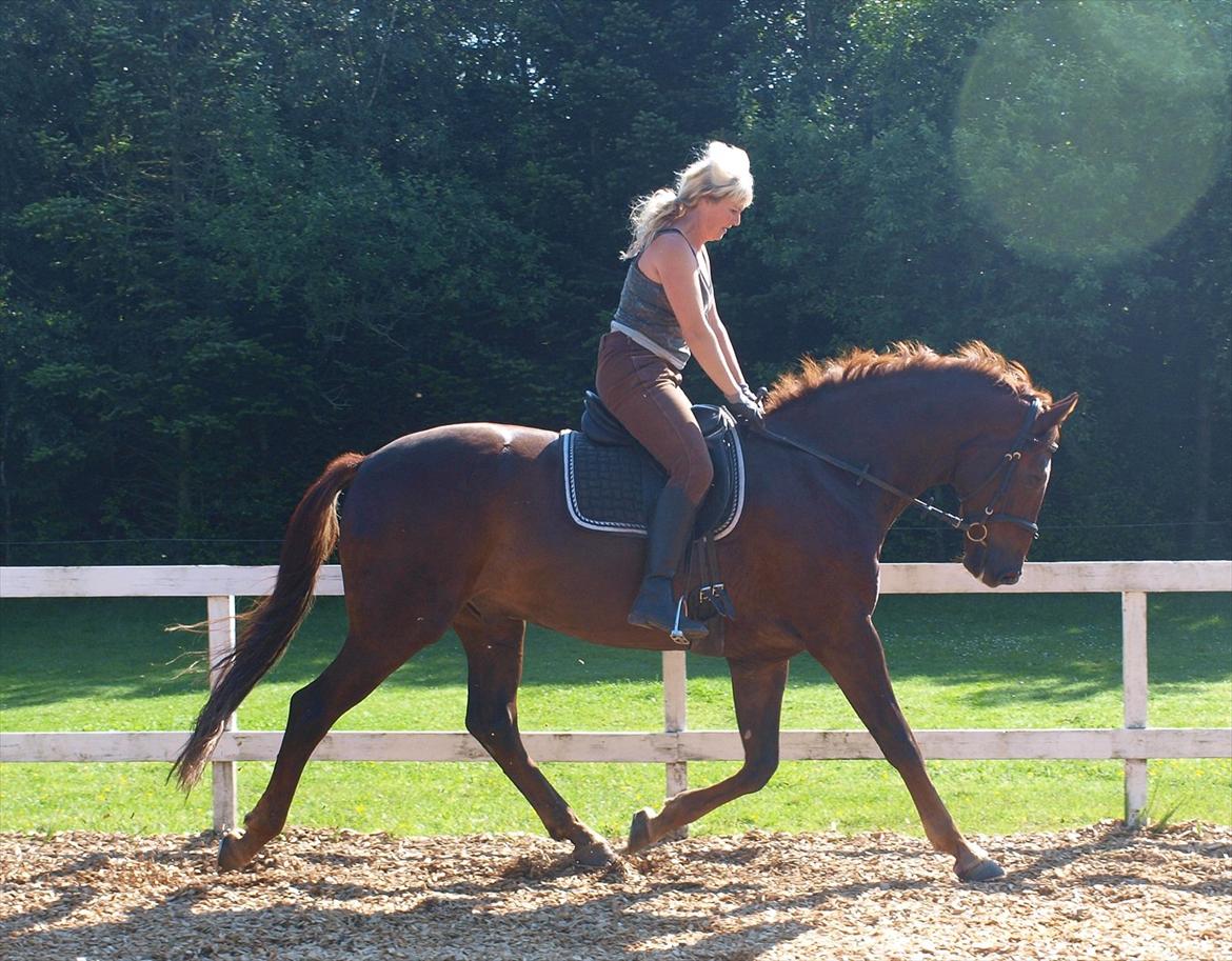 Dansk Varmblod Don Deigo II af Lilleris billede 4