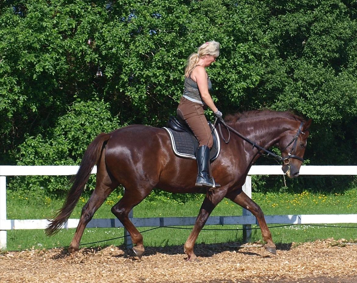 Dansk Varmblod Don Deigo II af Lilleris billede 6