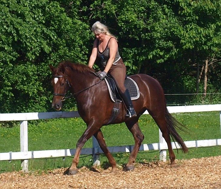 Dansk Varmblod Don Deigo II af Lilleris billede 7