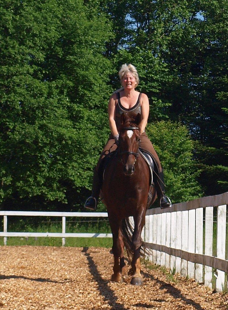 Dansk Varmblod Don Deigo II af Lilleris billede 8