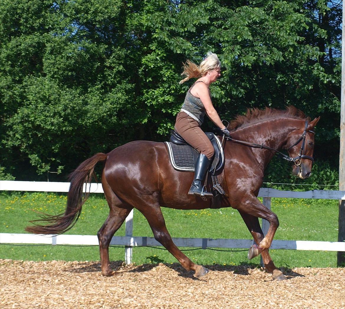 Dansk Varmblod Don Deigo II af Lilleris billede 10
