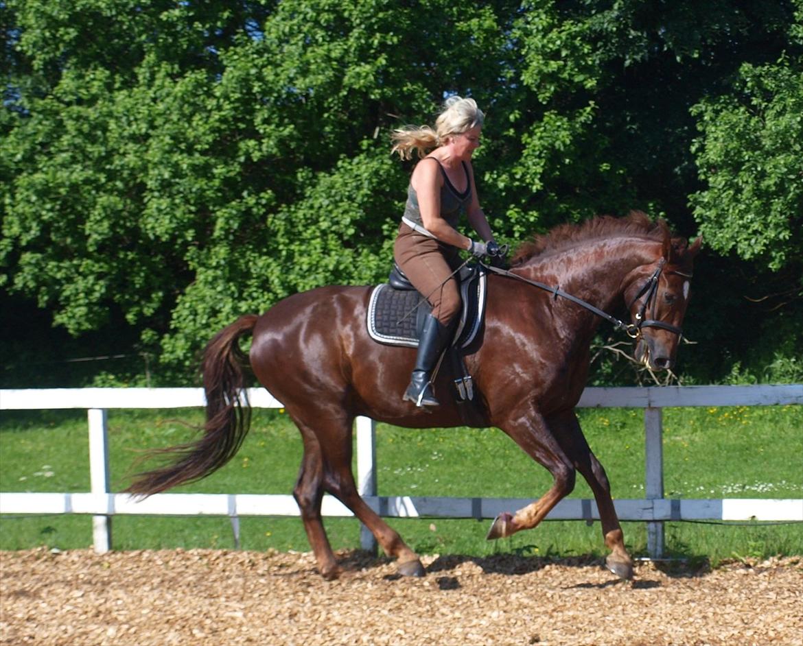 Dansk Varmblod Don Deigo II af Lilleris billede 11