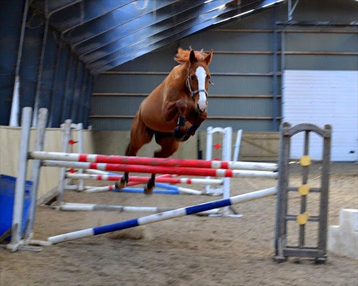 Dansk Varmblod Wenezia (Tulle) R.I.P - Hopla - let som en leg... :) Min smukke spring pige <3 billede 12