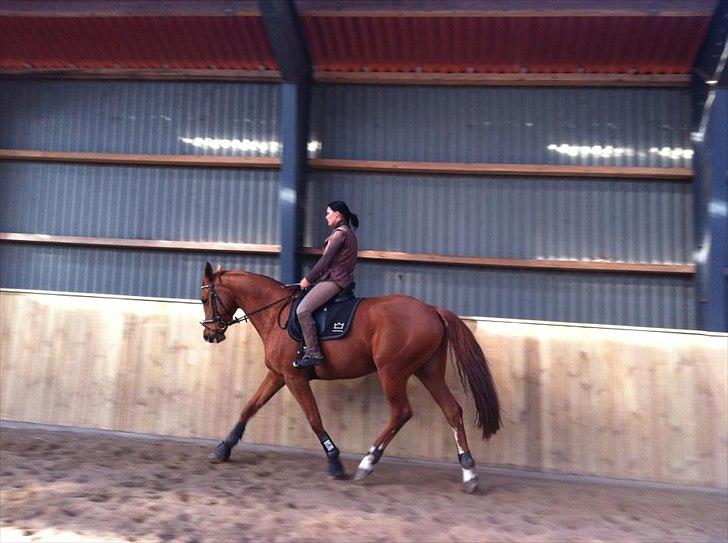 Dansk Varmblod Wenezia (Tulle) R.I.P billede 13