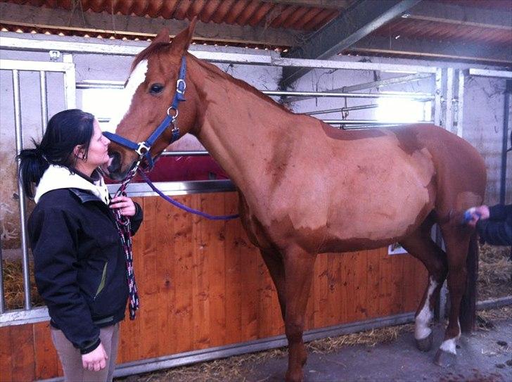 Dansk Varmblod Wenezia (Tulle) R.I.P - Ikke tilfreds med, at blive klippet ;) billede 14