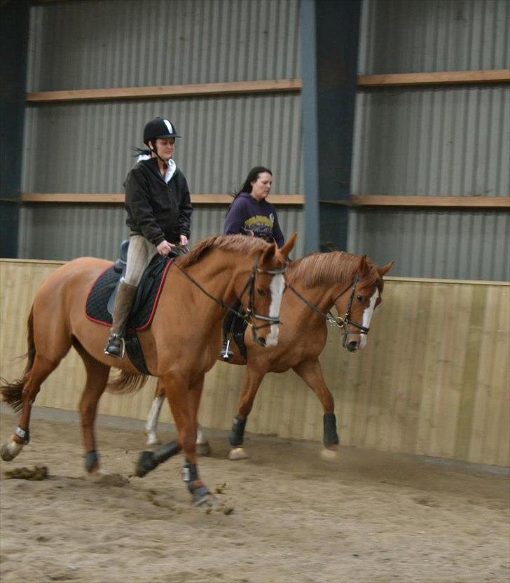 Dansk Varmblod Wenezia (Tulle) R.I.P billede 15