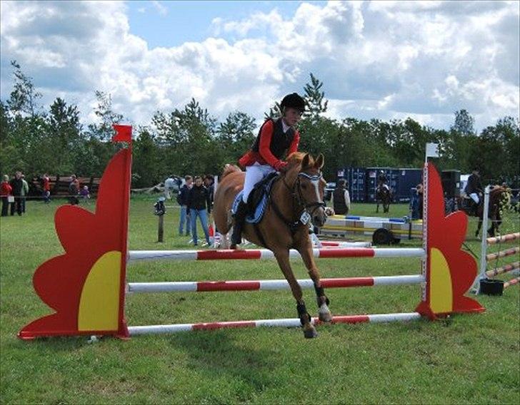 Hollandsk Sportspony Virona - Hjallerup Marked 2012 ULA  billede 13
