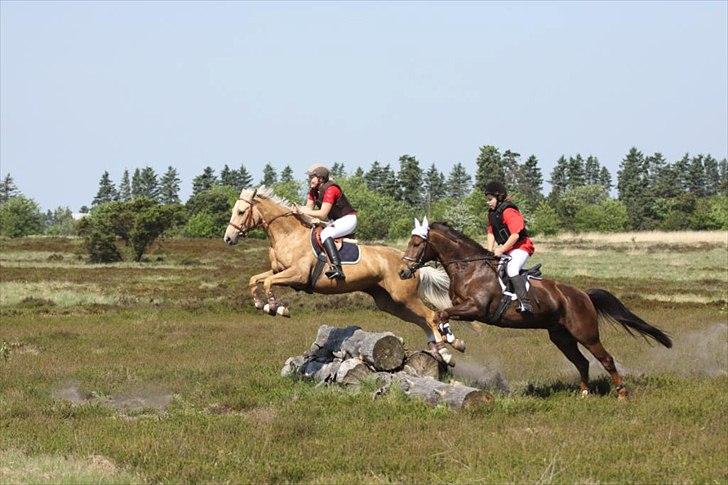 Palomino Rudolph's Cheyenne - jagt på Harrild hede billede 20