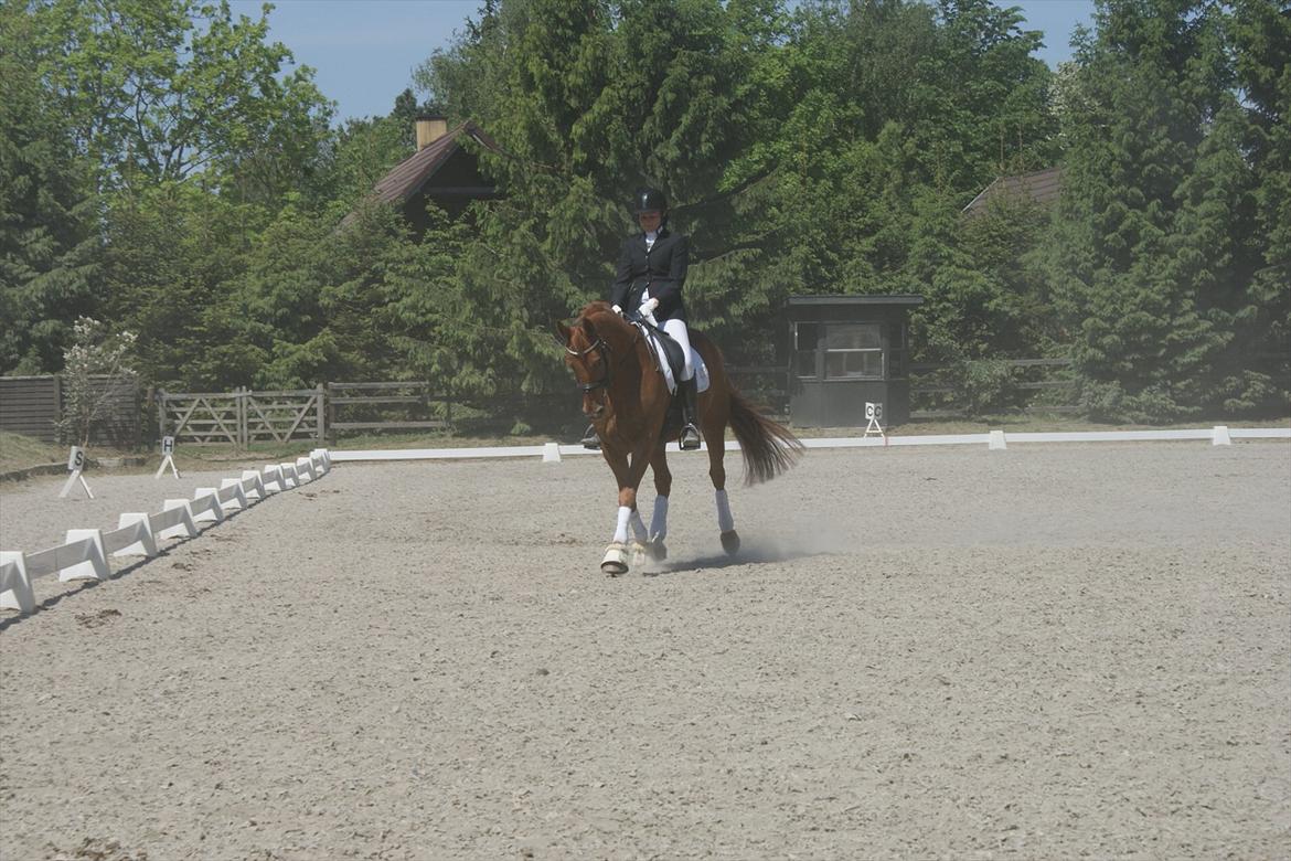 Dansk Varmblod Aaholms Fyrst - skrådt igennem - letridning.
lc3 3. plads billede 11