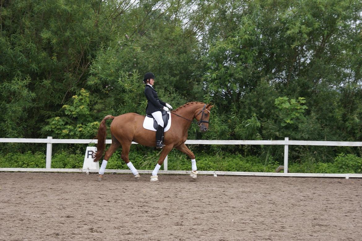 Dansk Varmblod Aaholms Fyrst - lc3 - køge sportsrideklub billede 12