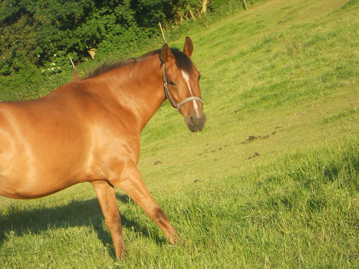 Arabisk fuldblod (OX) Sagall - Er man lidt tyk var basse<3 billede 4