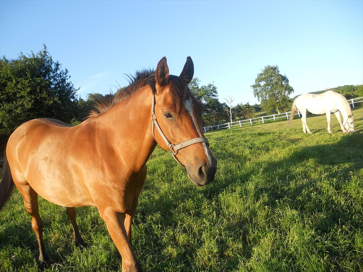 Arabisk fuldblod (OX) Sagall billede 5