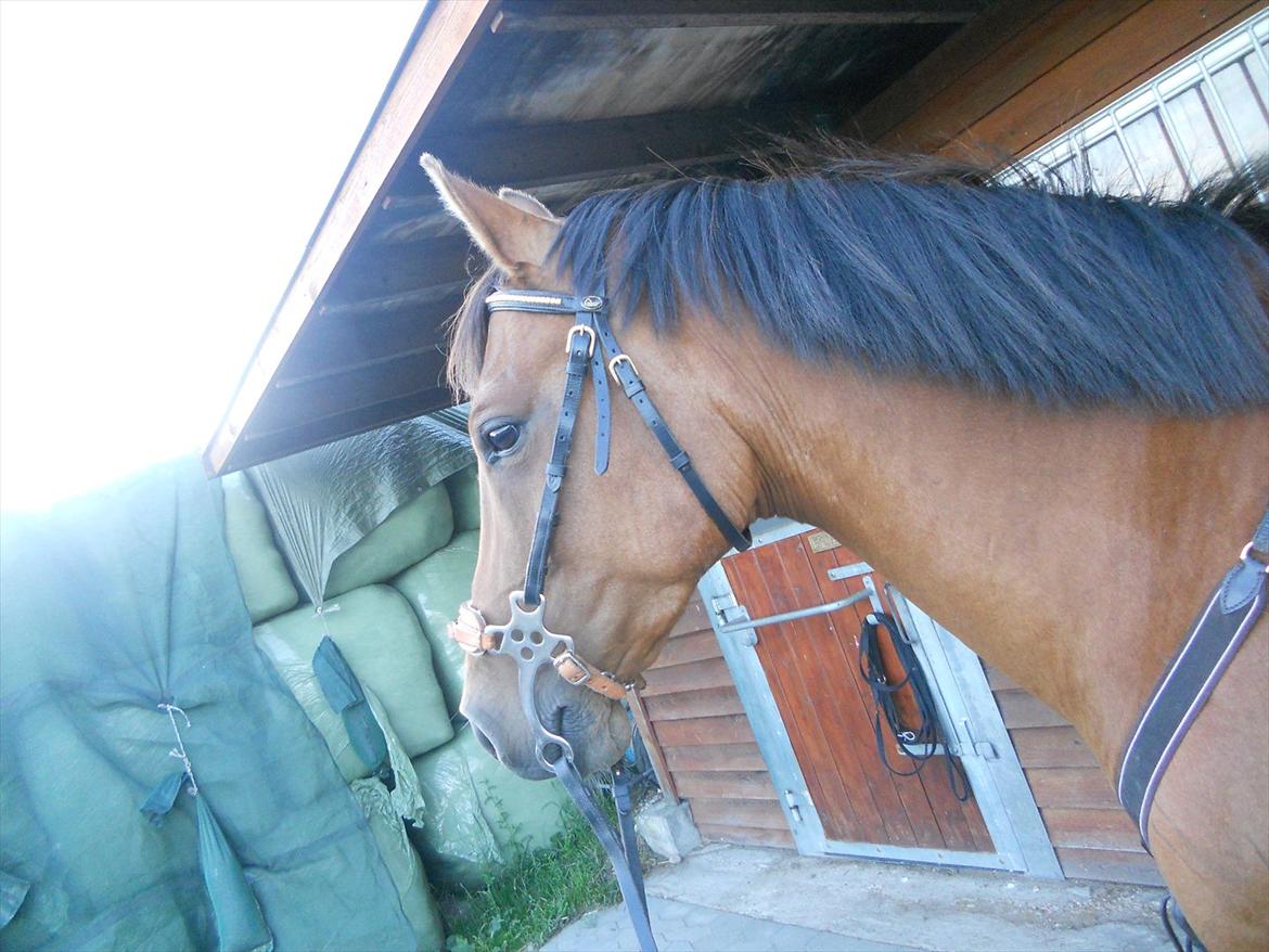 Arabisk fuldblod (OX) Sagall - Klar til skovtur!!!!!:D billede 6