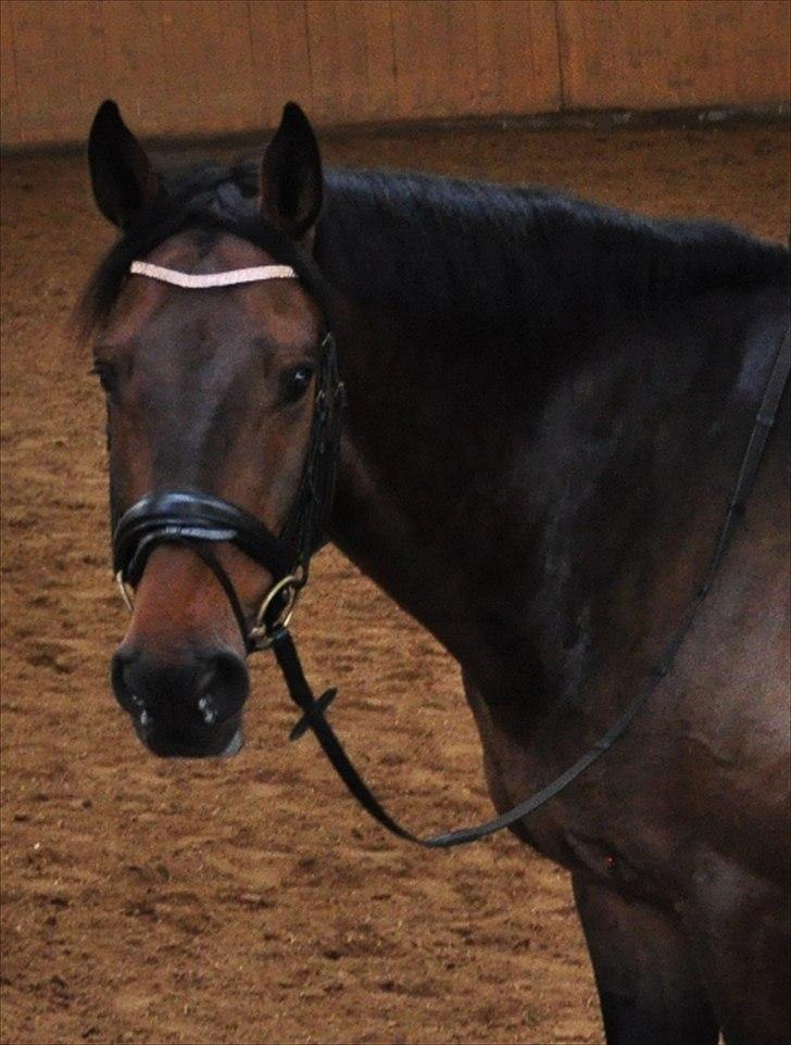 Dansk Varmblod Cæsar billede 17