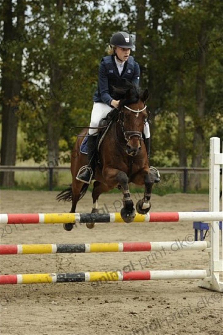 Tysk Sportspony Carlos con Diegos  - C-stævne på BAR 2011, 3. plads billede 13