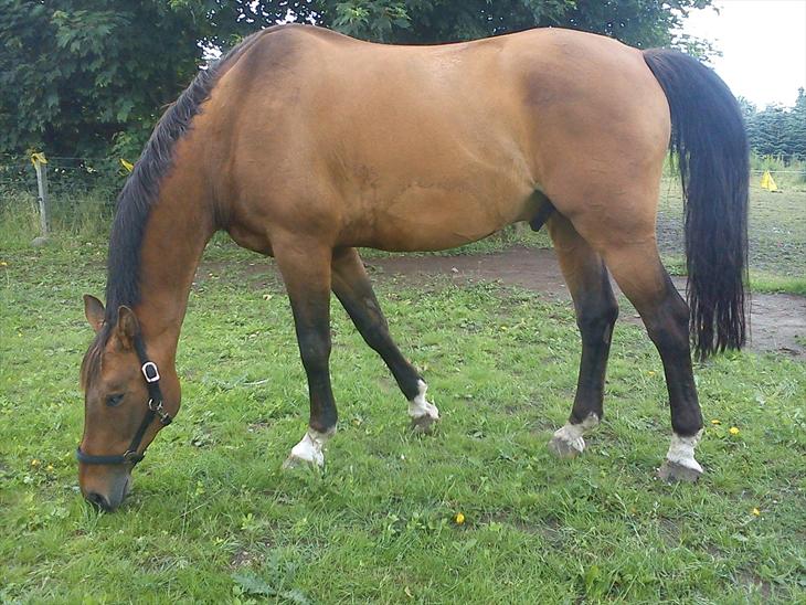 {{currentPhoto.altText}} billede {{currentPhoto.number}}