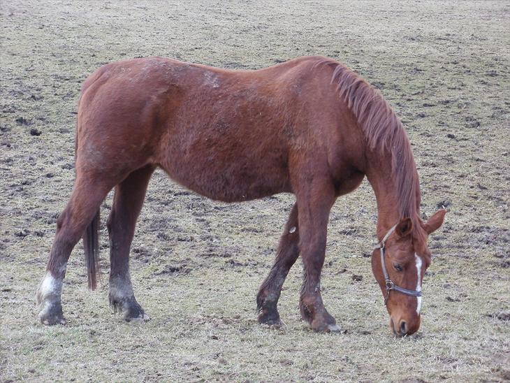 {{currentPhoto.altText}} billede {{currentPhoto.number}}