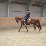 Dansk Varmblod Grønhøjgaardens Cosmo