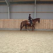Dansk Varmblod Grønhøjgaardens Cosmo