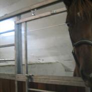 Dansk Varmblod Grønhøjgaardens Cosmo