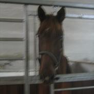 Dansk Varmblod Grønhøjgaardens Cosmo