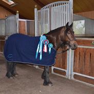 Fell pony Foalsyke Bertha May