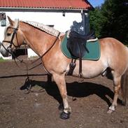 Haflinger Golden Starlight *SOLGT*