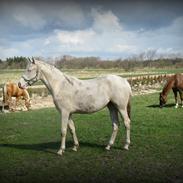 Palomino Kvolsbæk's Adorable Aura