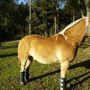 Haflinger Golden Starlight *SOLGT*