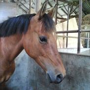 Anden særlig race Fiona´s Sarabi