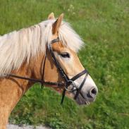 Haflinger Walina