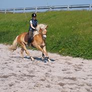 Haflinger Walina