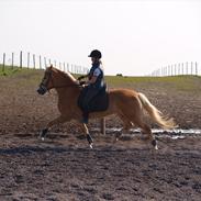 Haflinger Walina