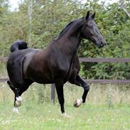 Oldenborg Mr. Cæzar Balou