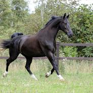 Oldenborg Mr. Cæzar Balou