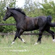 Oldenborg Mr. Cæzar Balou